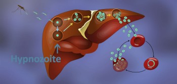 blog hypnozoites