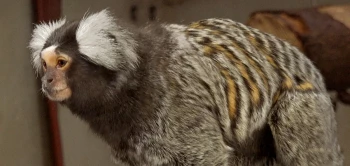 blog marmoEAE