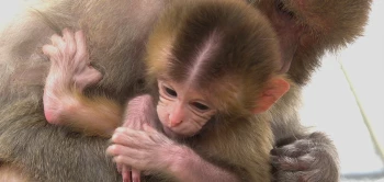 blog resusbaby