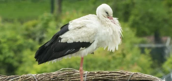blog wildlife