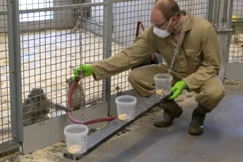 What is it like to study behaviour in monkeys?