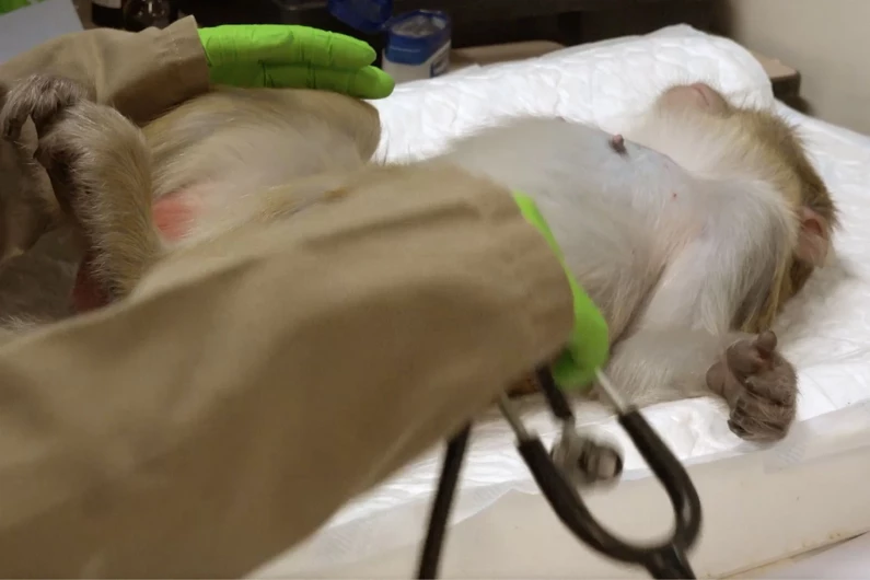 What is it like to be a vet for laboratory monkeys?