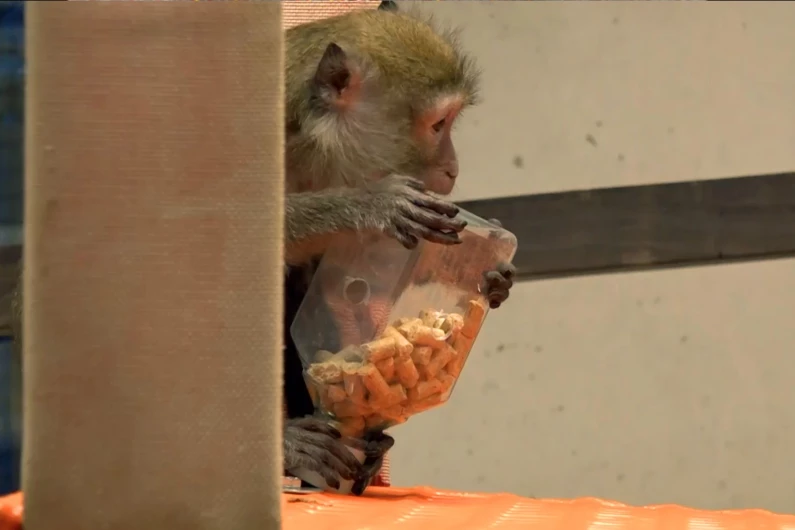 What is it like to take care of monkeys in the breeding colony?