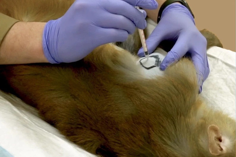 How do we test a corona vaccine?