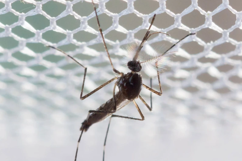 Malaria Research