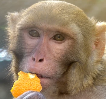 content tresus sinaasappel